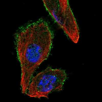 Immunocytochemistry/ Immunofluorescence: JIP1 Antibody [NBP2-58545]