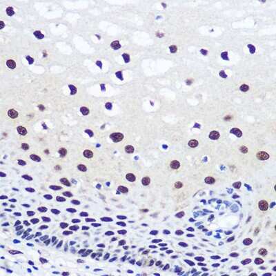 Immunohistochemistry-Paraffin: JMJD1C Antibody - Azide and BSA Free [NBP3-15959]