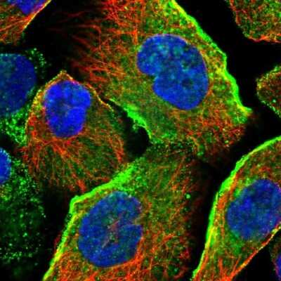 Immunocytochemistry/ Immunofluorescence: JMJD4 Antibody [NBP1-94032]