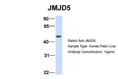 Western Blot: JMJD5 Antibody [NBP2-82260]
