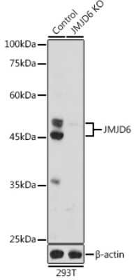 Western Blot: JMJD6/PSR AntibodyAzide and BSA Free [NBP3-03444]