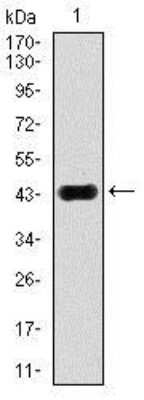 Western Blot: JNK1 Antibody (1E5)BSA Free [NBP2-22209]