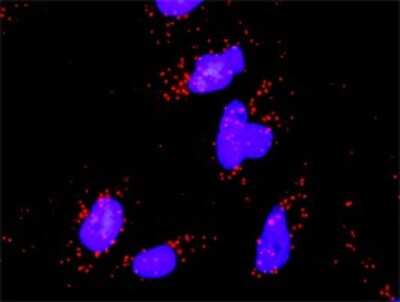 Proximity Ligation Assay: JNK1 Antibody (2F11) [H00005599-M11]