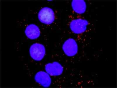 Proximity Ligation Assay: JNK1 Antibody (2F11) [H00005599-M11]