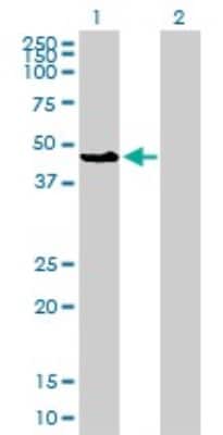 Western Blot: JNK1 Antibody (2F11) [H00005599-M11]