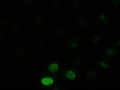 Immunocytochemistry/ Immunofluorescence: JNK1 Antibody (OTI4E3) - Azide and BSA Free [NBP2-71256]