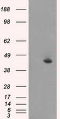 Western Blot: JNK1 Antibody (OTI4E3)Azide and BSA Free [NBP2-71256]
