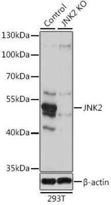 Knockout Validated: JNK2 Antibody - BSA Free [NBP3-03483]