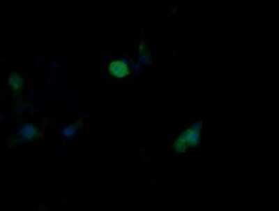 Immunofluorescence: JNK2 Antibody (OTI1A1) [NBP2-45815]