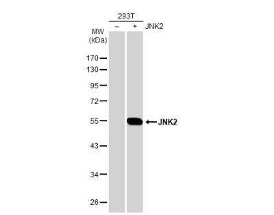 Western Blot: JNK2 Antibody [NBP1-30905]