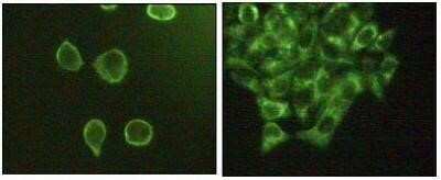 Immunocytochemistry/ Immunofluorescence: JNK3 Antibody (10E4A4) - BSA Free [NBP1-51544]
