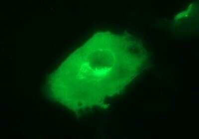 Immunocytochemistry/ Immunofluorescence: JPH2 Antibody (OTI1F5) [NBP2-45469]