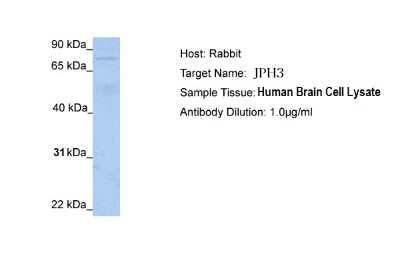 Western Blot: JPH3 Antibody [NBP2-83095]
