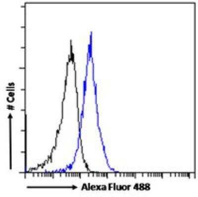 Flow Cytometry: JWA Antibody [NBP3-12158]