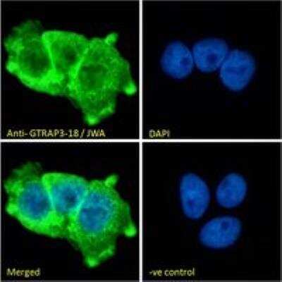 Immunocytochemistry/ Immunofluorescence: JWA Antibody [NBP3-12158]