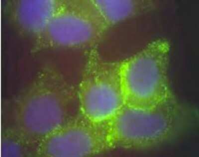 Immunocytochemistry/ Immunofluorescence: Jagged 1 Antibody [NB600-1161]