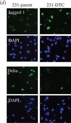 Immunocytochemistry/ Immunofluorescence: Jagged 1 Antibody [NB600-1161]