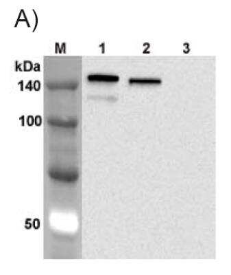 Western Blot: Jagged 1 Antibody (J1G53-3)Azide and BSA Free [NBP3-11671]