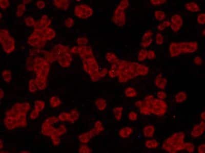 Immunocytochemistry/ Immunofluorescence: Jak2 Antibody (6-D3) [NBP2-66913]