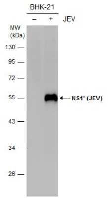 Western Blot: Japanese Encephalitis virus NS1' Antibody [NBP3-13156]
