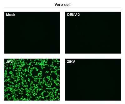 Immunocytochemistry/ Immunofluorescence: Japanese Encephalitis virus NS1' Antibody (GT1345) [NBP3-13582]
