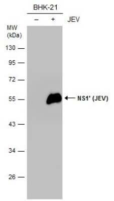 Western Blot: Japanese Encephalitis virus NS1' Antibody (GT1345) [NBP3-13582]