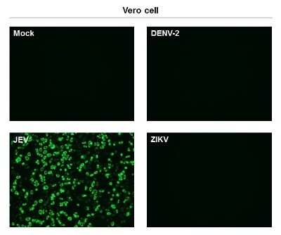 Immunocytochemistry/ Immunofluorescence: Japanese Encephalitis virus NS1 Antibody (GT1410) [NBP3-13569]