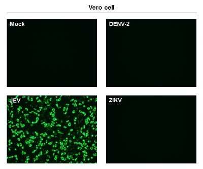 Immunocytochemistry/ Immunofluorescence: Japanese Encephalitis virus NS1 Antibody (GT1448) [NBP3-13568]