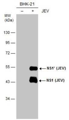 Western Blot: Japanese Encephalitis virus NS1 Antibody (GT1448) [NBP3-13568]