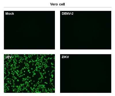 Immunocytochemistry/ Immunofluorescence: Japanese Encephalitis virus NS1' Antibody (GT25111) [NBP3-13581]