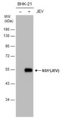 Western Blot: Japanese Encephalitis virus NS1' Antibody (GT25111) [NBP3-13581]