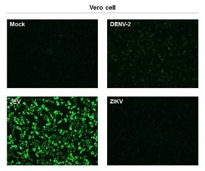 Immunocytochemistry/ Immunofluorescence: Japanese Encephalitis virus NS1 Antibody (GT481) [NBP3-13567]