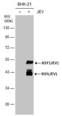 Western Blot: Japanese Encephalitis virus NS1 Antibody (GT481) [NBP3-13567]