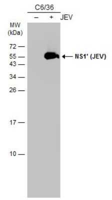 Western Blot: Japanese Encephalitis virus NS1' Antibody (GT483) [NBP3-13597]