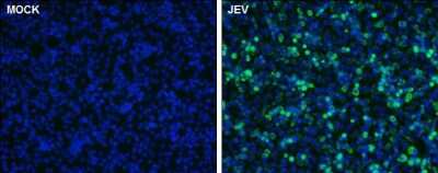 Immunocytochemistry/ Immunofluorescence: Japanese Encephalitis virus NS1 Antibody [NBP3-13018]