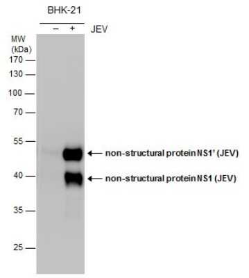 Western Blot: Japanese Encephalitis virus NS1 Antibody [NBP3-13018]