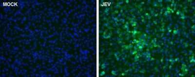 Immunocytochemistry/ Immunofluorescence: Japanese Encephalitis virus NS5 Antibody [NBP3-13015]