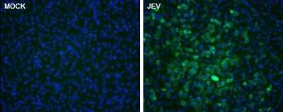 Immunocytochemistry/ Immunofluorescence: Japanese Encephalitis virus NS5 Antibody [NBP3-13016]