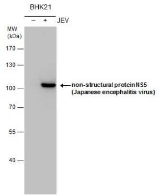 Western Blot: Japanese Encephalitis virus NS5 Antibody [NBP3-13015]