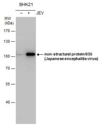 Western Blot: Japanese Encephalitis virus NS5 Antibody [NBP3-13016]