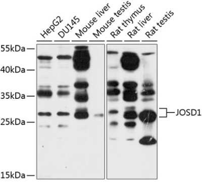 Immunohistochemistry-Paraffin: Josephin1 Antibody - BSA Free [NBP3-03344]