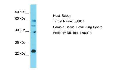 Western Blot: Josephin1 Antibody [NBP2-85126]