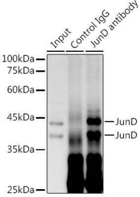 Immunoprecipitation: JunD Antibody (2D5A1) [NBP3-16602]