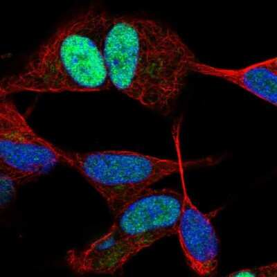 Immunocytochemistry/ Immunofluorescence: JunD Antibody [NBP2-38983]