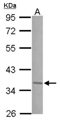 Western Blot: JunD Antibody [NBP2-17010]