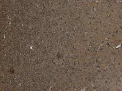 Immunohistochemistry-Paraffin: KALRN Antibody [NB100-41371]