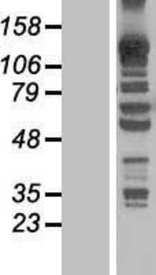 Western Blot: KANK4 Overexpression Lysate [NBL1-12122]