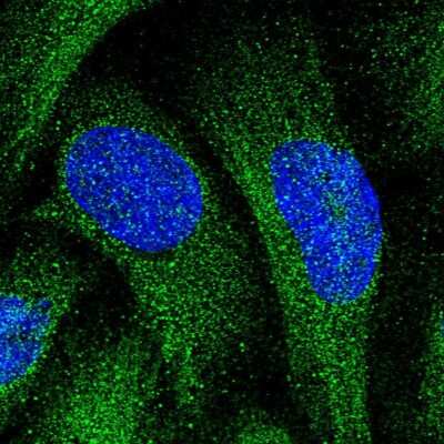 Immunocytochemistry/ Immunofluorescence: KANSL1L Antibody [NBP2-14796]
