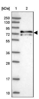Western Blot: KANSL1L Antibody [NBP2-14139]