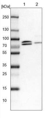 Western Blot: KANSL1L Antibody [NBP2-14139]